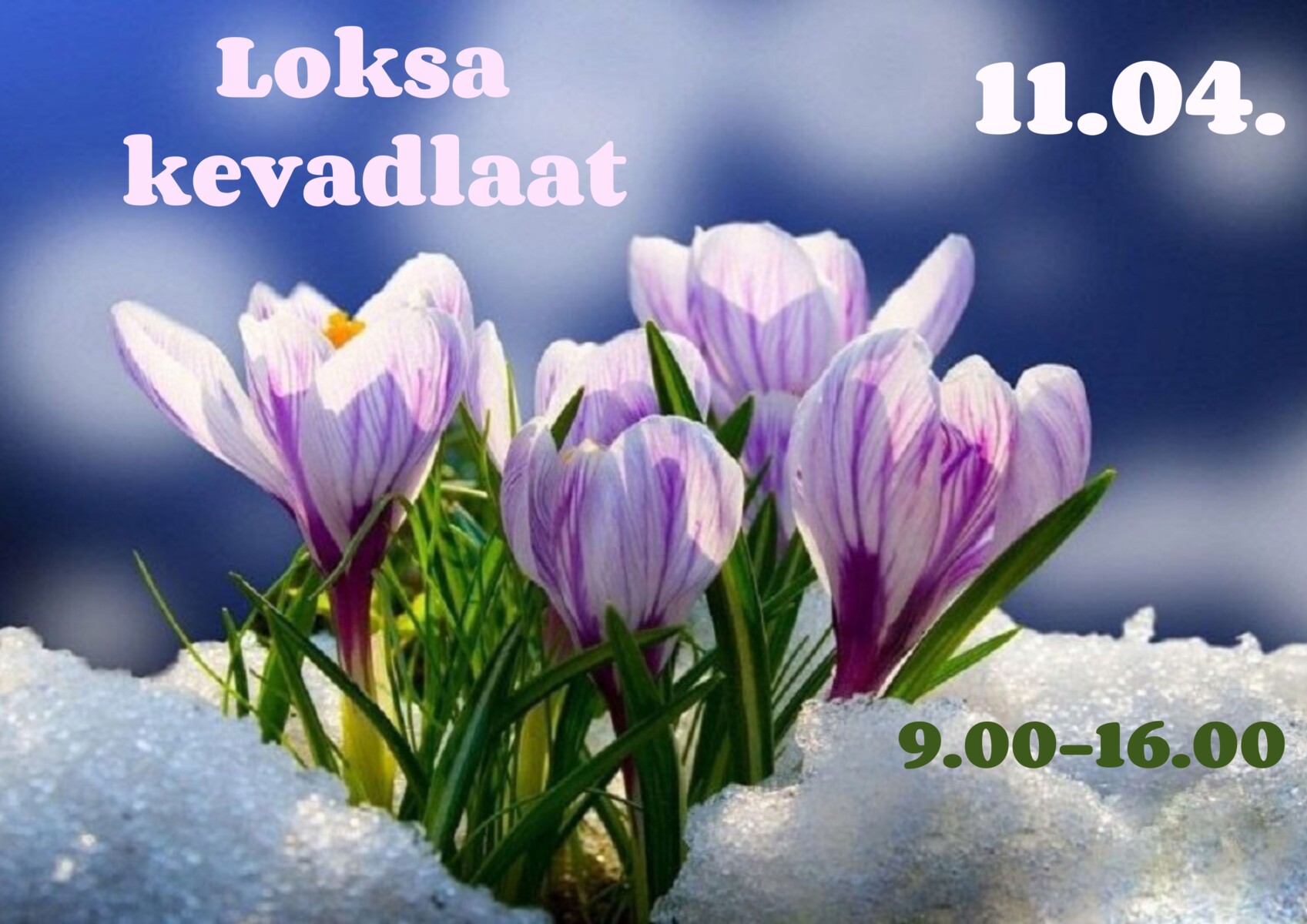 Loksa Kevadlaat